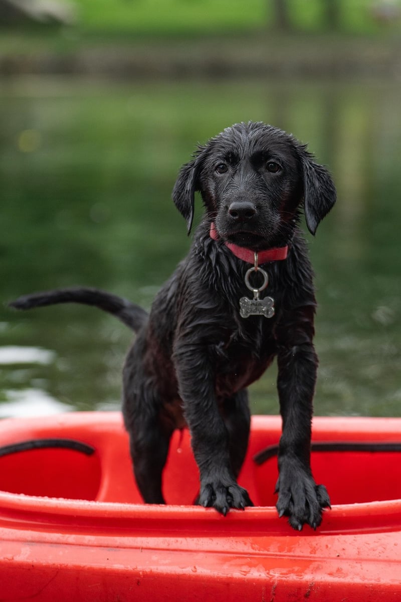 Kayak Adventures